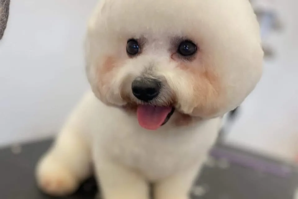 White Bichon Frise freshly scissored, round fluffy head, tongue out, on the grooming table at Shabby to Chic