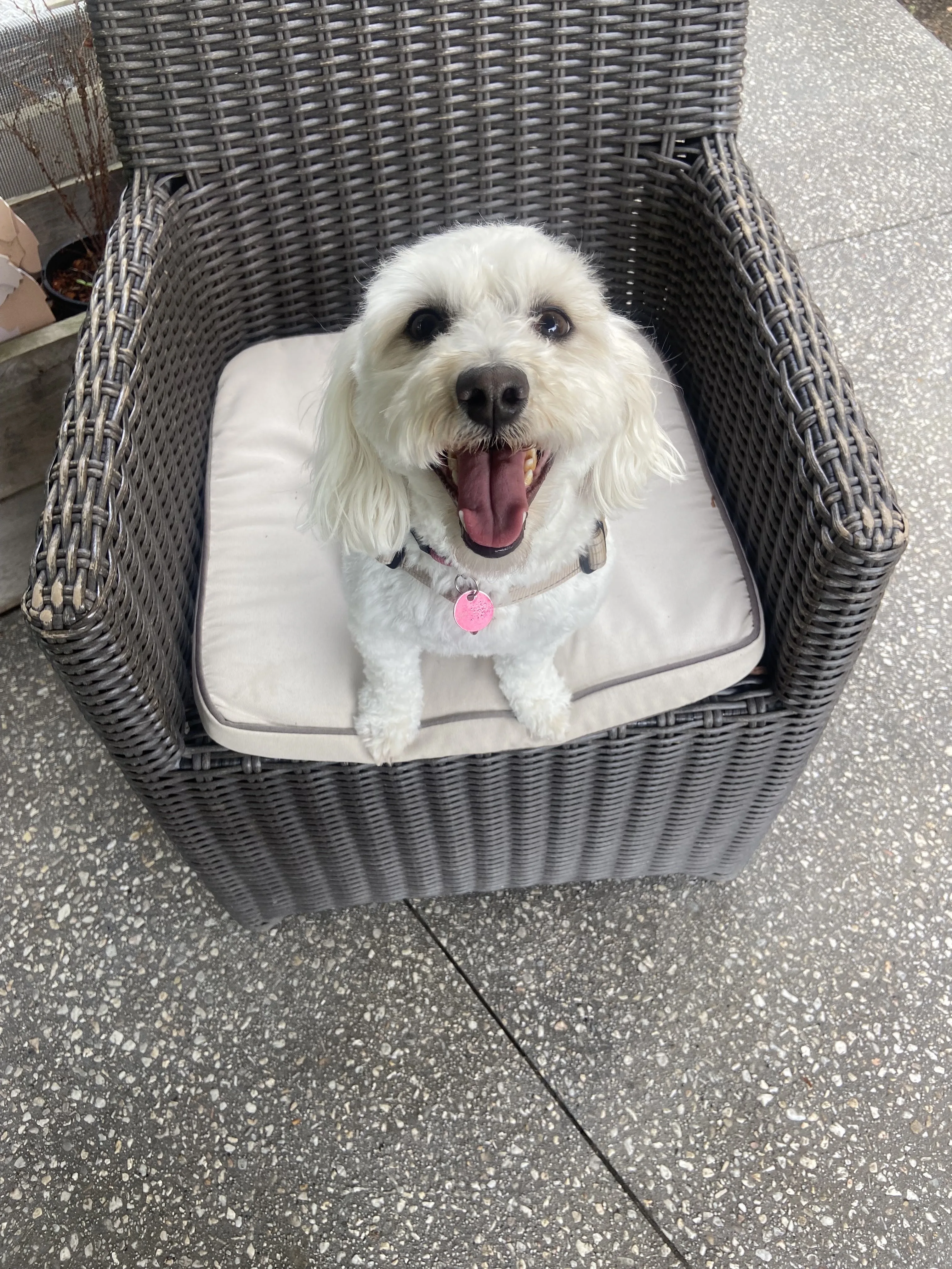 Happy white groomed doodle with a pink ID tag sitting on a cream cushion in a grey wicker chair