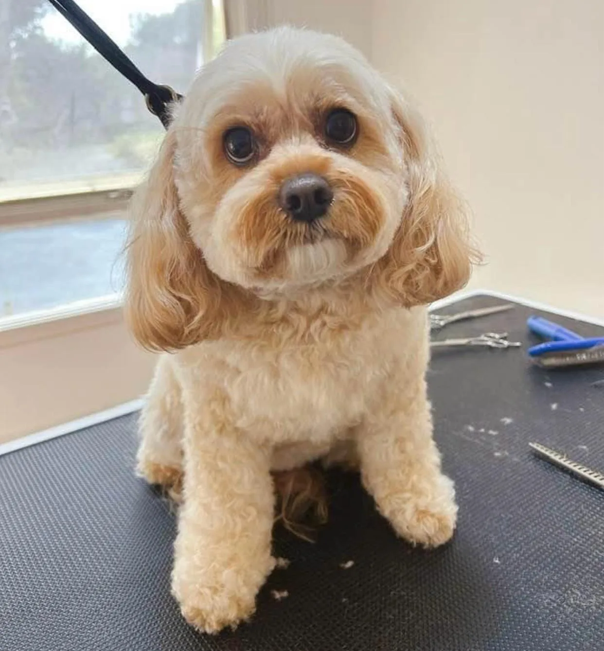 Bella the apricot cavoodle on the grooming table with scissors, comb and clippers laid out at Shabby to Chic