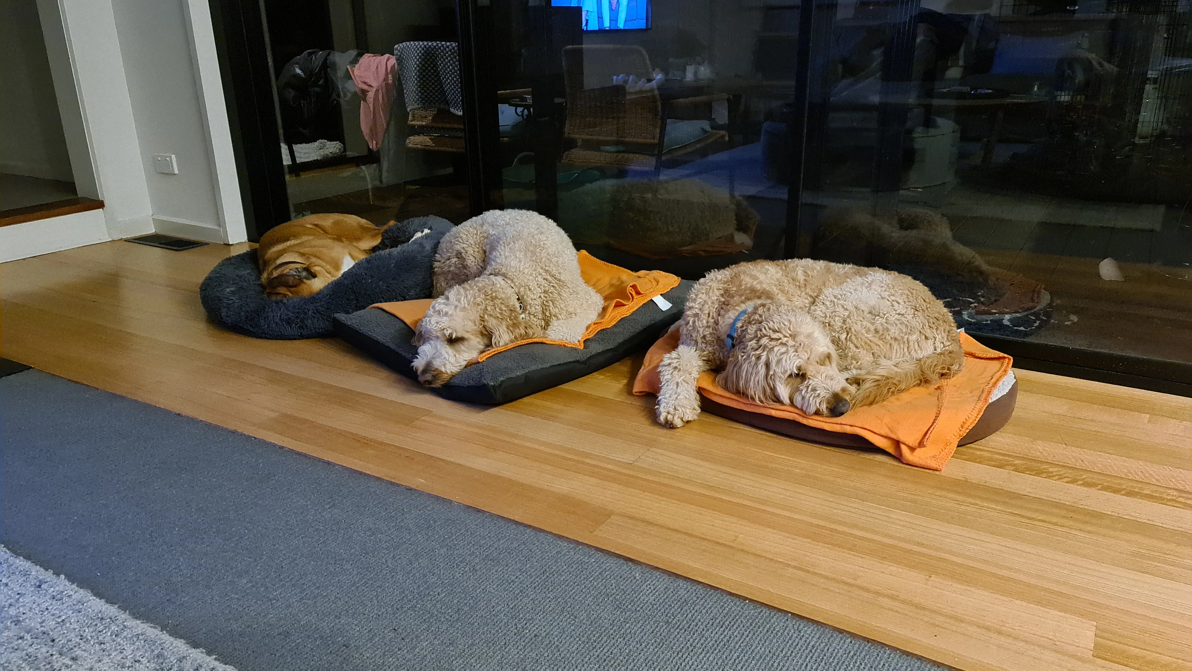 Three dogs curled up asleep side by side along the warm home threshold — the in-home minding scene at Shabby to Chic, Box Hill North
