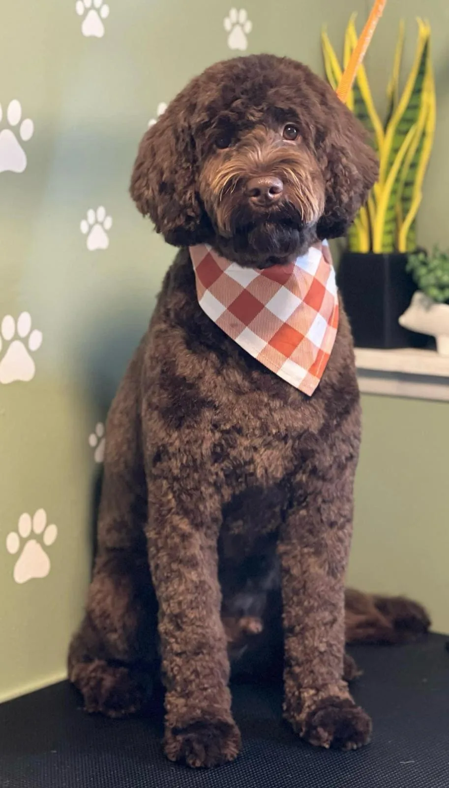 Charlie the chocolate labradoodle in an orange gingham bandana, freshly groomed against the sage paw-print studio wall at Shabby to Chic