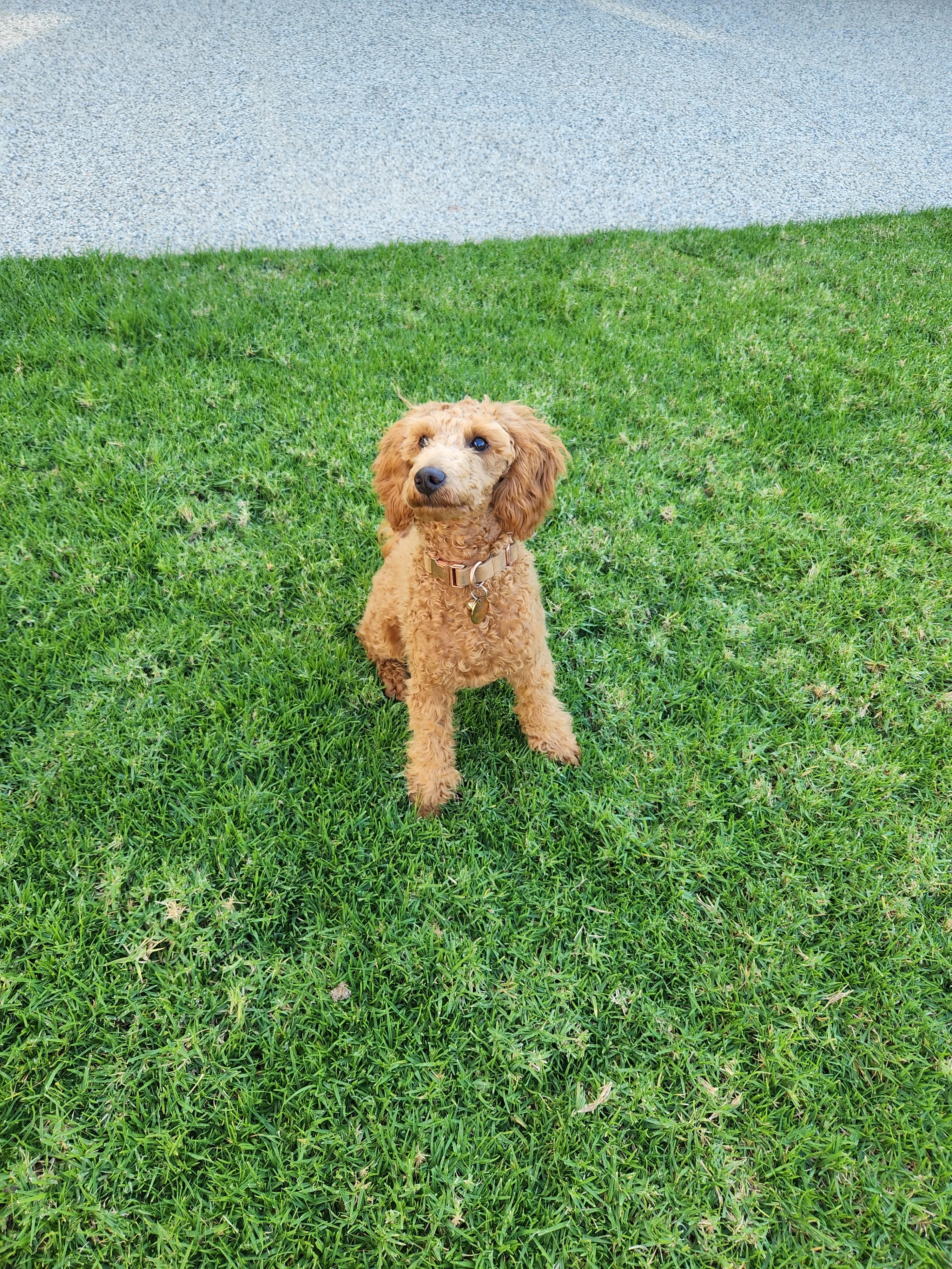 Apricot poodle in a gold martingale collar sitting on bright green lawn after grooming