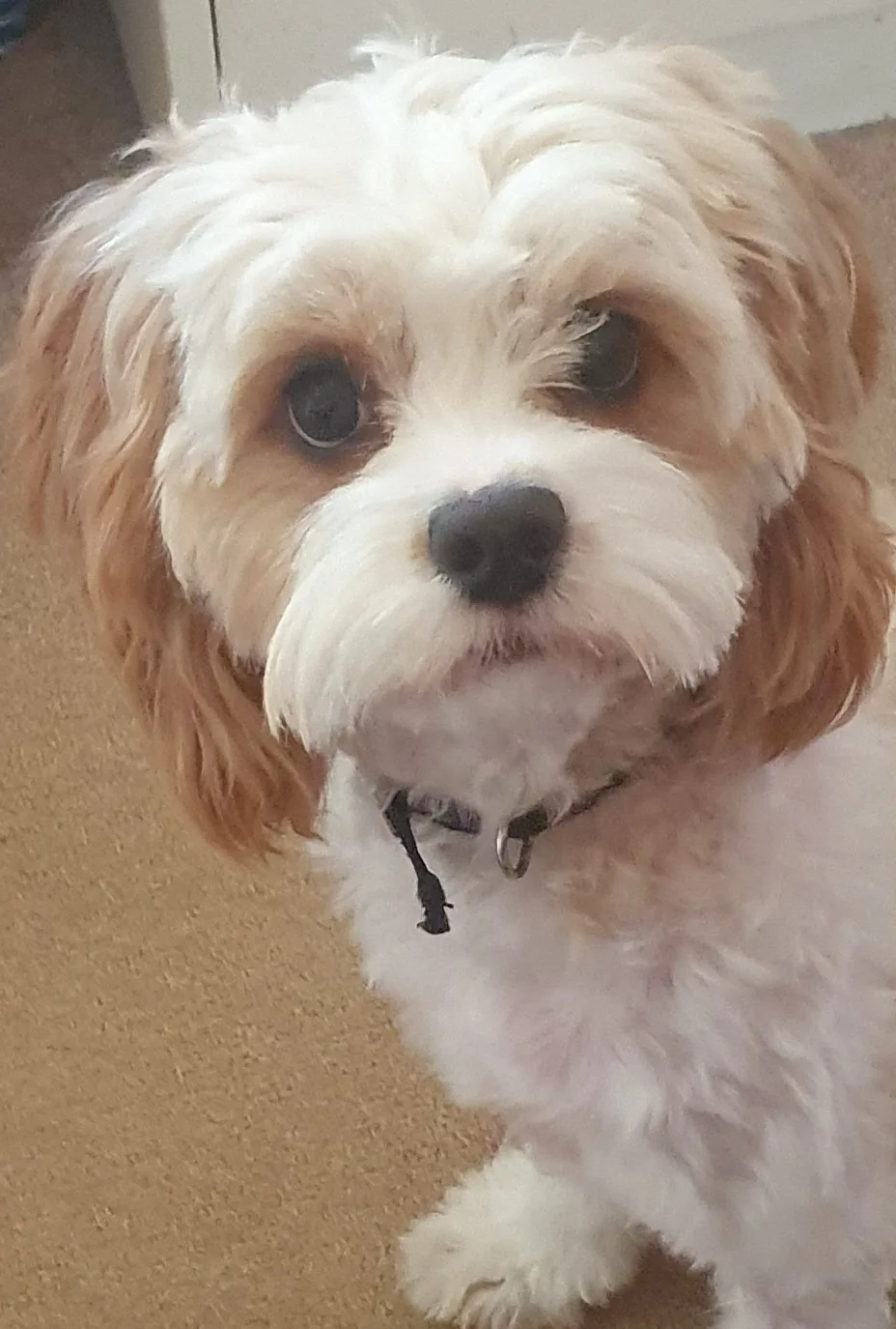 Apricot-and-white cavoodle close-up portrait, freshly groomed face, looking into camera