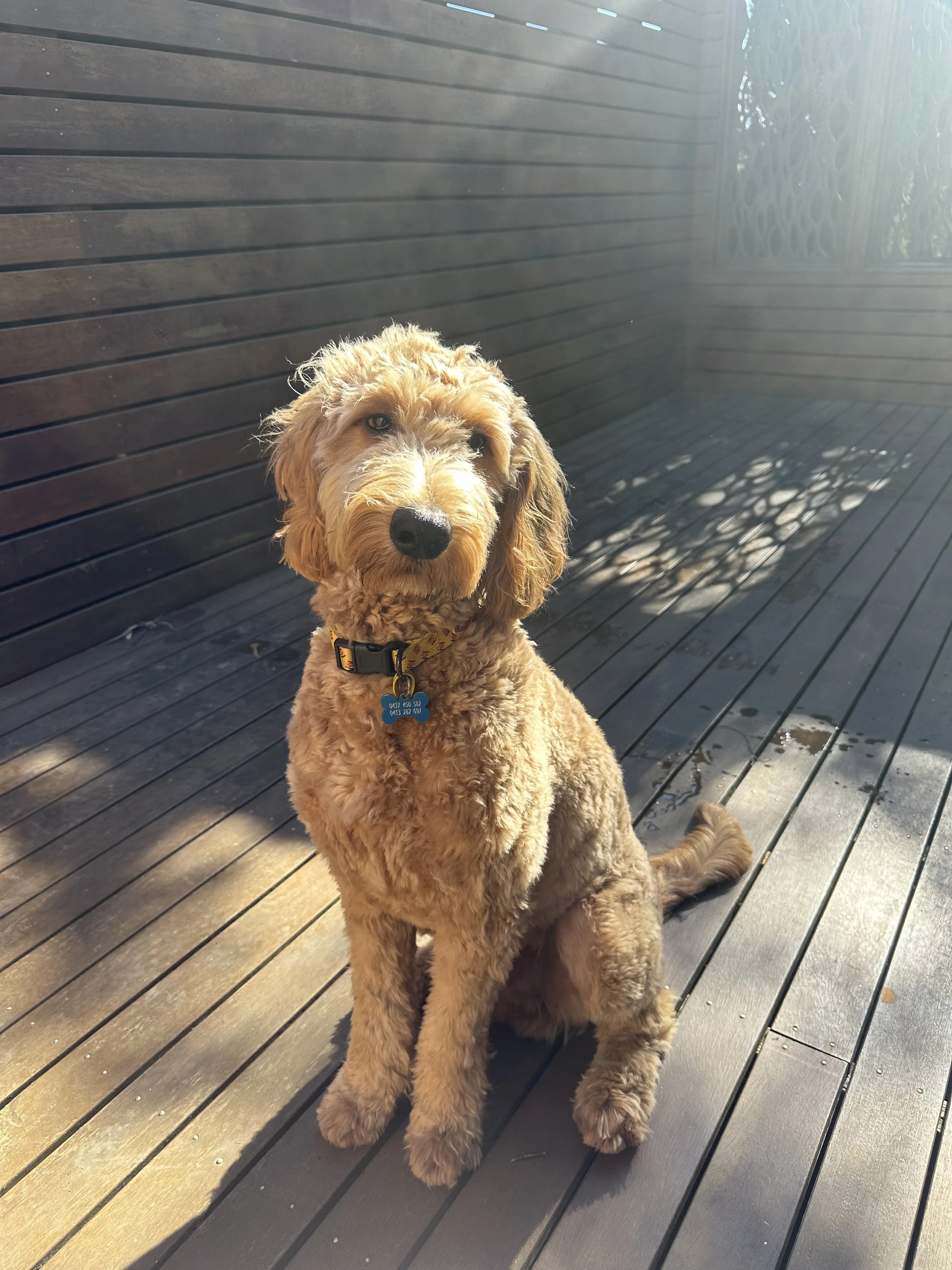 Golden labradoodle sitting on a sunlit timber deck, dappled light, gold bone tag gleaming