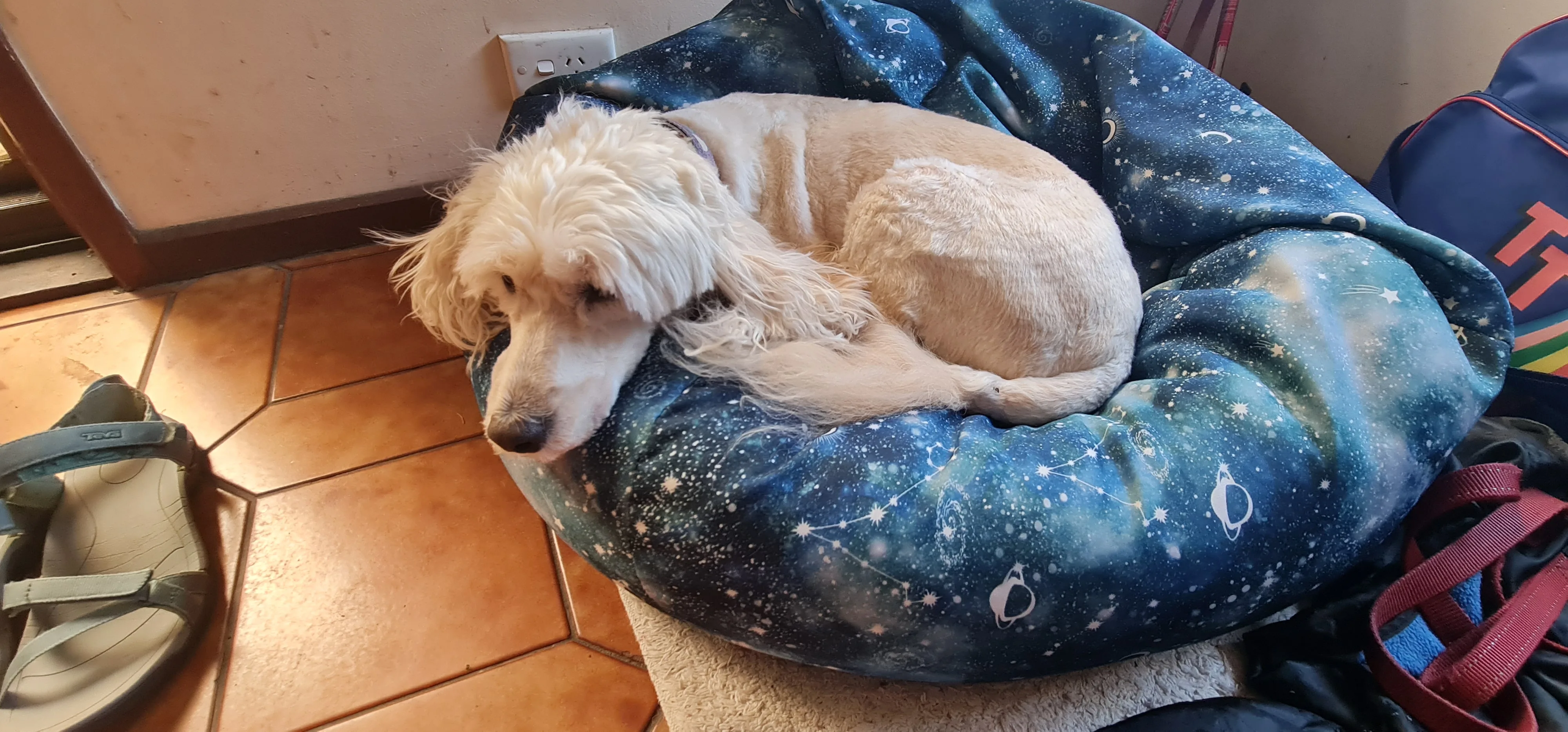 A dog at ease in a cosy corner of the home studio at Shabby to Chic, Box Hill North